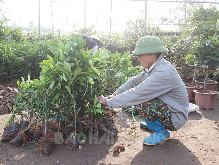 Thanh Hà trồng 150.000 cây trong mùa xuân